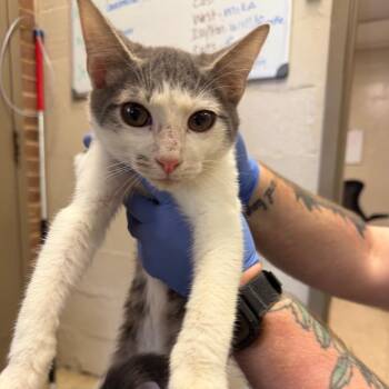 Manny -  Domestic Short Hair Cat for Adoption in Birmingham, Alabama - Manny | PetCurious