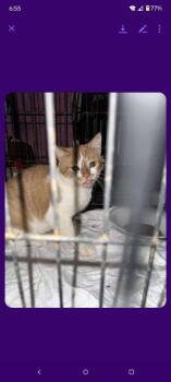 Nerds -  Domestic Short Hair Cat for Adoption in Cromwell, Kentucky - Nerds | PetCurious