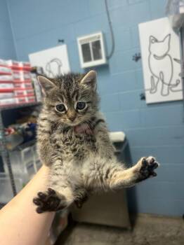 Domestic Long Hair Cats Available for Adoption - Mateo | PetCurious