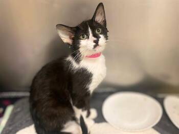 MARNY -  Domestic Short Hair Cat for Adoption in Fort Wayne, Indiana - MARNY | PetCurious