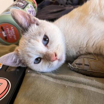 Siamese and Domestic Short Hair Cats Available for Adoption - Miss Meowsly | PetCurious