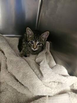 Boomer -  Domestic Short Hair Cat for Adoption in Gainesville, Florida - Boomer | PetCurious