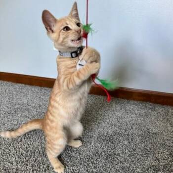 Jefferson -  Domestic Short Hair Cat for Adoption in Normal, Illinois - Jefferson | PetCurious