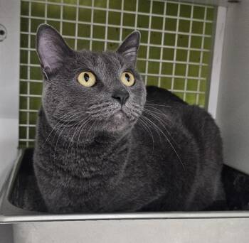Rescue Domestic Short Hair and Russian Blue Cats for Adoption in West Hollywood, California - Joey | PetCurious