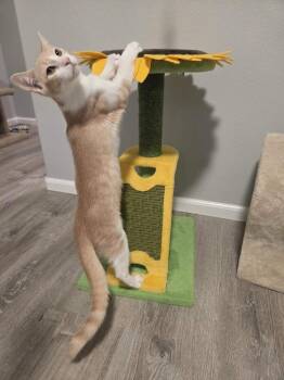 Spider Man -  Domestic Short Hair Cat for Adoption in Sedalia, Colorado - Spider Man | PetCurious