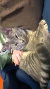 Scout -  Domestic Short Hair Cat for Adoption in Towanda, Pennsylvania - Scout | PetCurious