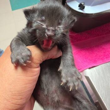 Mel -  Domestic Medium Hair Cat for Adoption in Leander, Texas - Mel | PetCurious