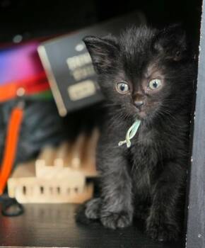 Domestic Short Hair Cats Available for Adoption in Taycheedah, Wisconsin - Cranberry | PetCurious