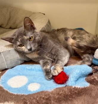 Domestic Short Hair Cats Available for Adoption - Piloff | PetCurious