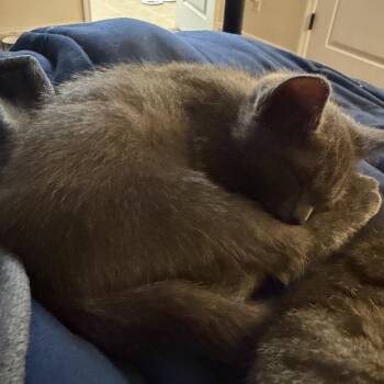 Aspen -  Russian Blue Cat for Adoption in Chattanooga, Tennessee - Aspen | PetCurious