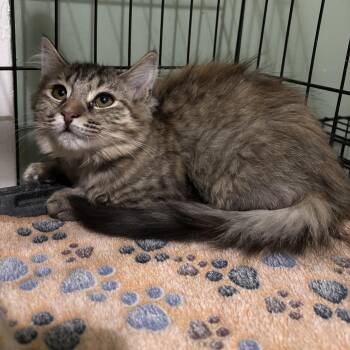 Serrano -  Domestic Medium Hair Cat for Adoption in Richmond, Virginia - Serrano | PetCurious