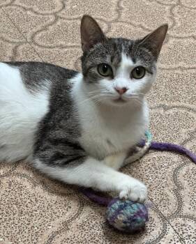 Rescue Domestic Short Hair Cats for Adoption in Kalamazoo, Michigan - Elphaba - In Foster | PetCurious