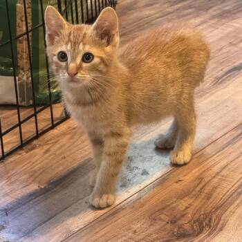 Domestic Short Hair Cats Available for Adoption in Beaverton, Oregon - Reese | PetCurious