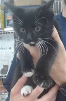 OBSIDIAN -  Domestic Short Hair Cat for Adoption in Salinas, California - OBSIDIAN | PetCurious