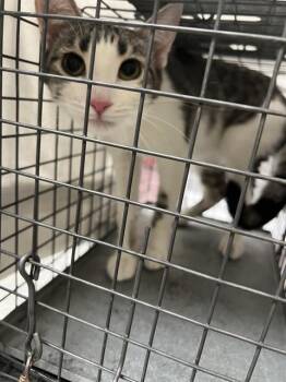 DAISY -  Domestic Short Hair Cat for Adoption in Las Vegas, Nevada - DAISY | PetCurious