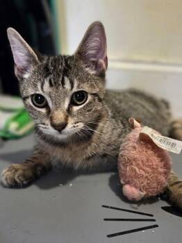 Rescue Domestic Short Hair Cats for Adoption in New York, New York - Cordelia | PetCurious