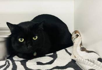 Domestic Short Hair Cats Available for Adoption in Savannah, Georgia - Kyoto | PetCurious