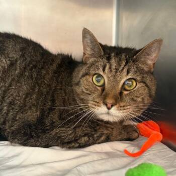 Little Bit -  Domestic Short Hair Cat for Adoption in Chattanooga, Tennessee - Little Bit | PetCurious