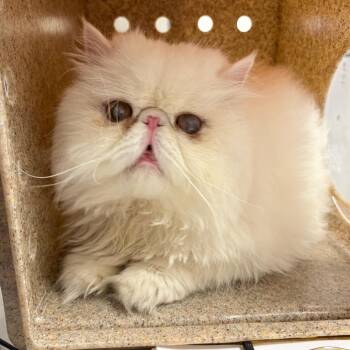 Indra -  Persian Cat for Adoption in Philadelphia, Pennsylvania - Indra | PetCurious