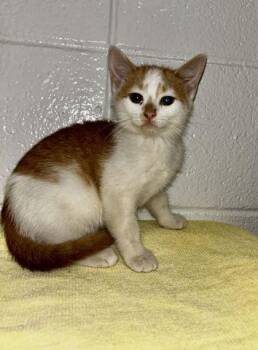 Great Work -  Domestic Short Hair Cat for Adoption in Spruce Pine, North Carolina - Great Work | PetCurious