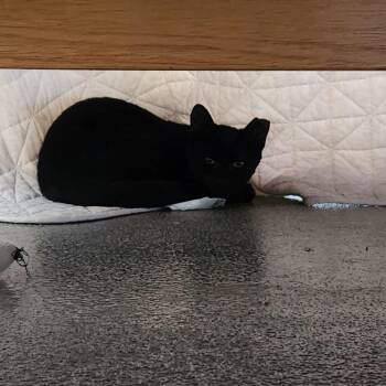 Dr. Pepper -  Domestic Short Hair Cat for Adoption in Brockton, Massachusetts - Dr. Pepper | PetCurious