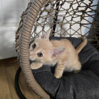 Helter Skelter -  Domestic Short Hair Cat for Adoption in Jarrettsville, Maryland - Helter Skelter | PetCurious