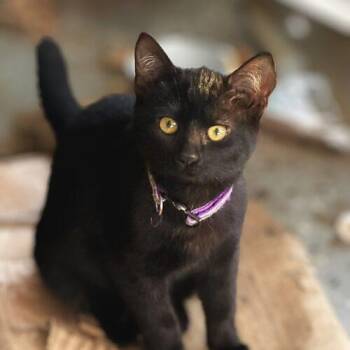 Soot Sprite -  Domestic Short Hair Cat for Adoption in Tampa, Florida - Soot Sprite | PetCurious