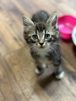 Rescue Domestic Medium Hair Cats for Adoption - Brisket | PetCurious