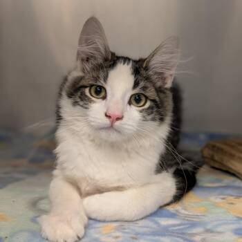 Lucky Day -  Domestic Medium Hair Cat for Adoption in Spokane, Washington - Lucky Day | PetCurious