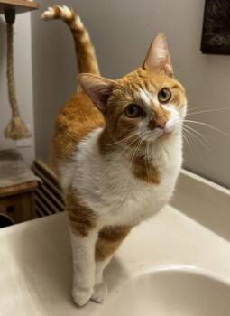 Domestic Short Hair Cats Available for Adoption in Wilkesboro, North Carolina - Butterscotch | PetCurious