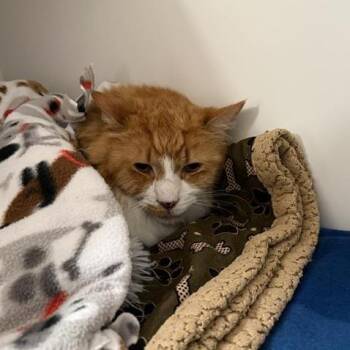 Domestic Medium Hair Cats Available for Adoption in Tempe, Arizona - George | PetCurious