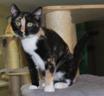 Rescue Domestic Short Hair Cats for Adoption in Huron, South Dakota - Margarita | PetCurious