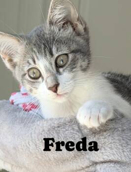 Rescue Domestic Short Hair Cats for Adoption - Freda/Marie | PetCurious