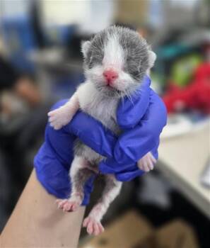 Domestic Short Hair Cats Available for Adoption in Dallas, Texas - EENY | PetCurious