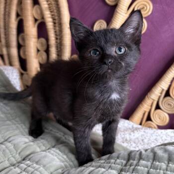 Philly -  Domestic Short Hair Cat for Adoption in Chattanooga, Tennessee - Philly | PetCurious