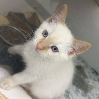 Domestic Short Hair Cats Available for Adoption in Clavet, Saskatchewan - Spark | PetCurious