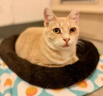 Rescue Domestic Short Hair Cats for Adoption in Syracuse, New York - Arden | PetCurious