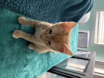 Marinara -  American Shorthair Cat for Adoption in Sneads Ferry, North Carolina - Marinara | PetCurious