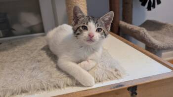 Meeny -  Domestic Short Hair Cat for Adoption in Wheaton, Illinois - Meeny | PetCurious