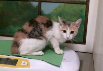 TIFFANY -  Domestic Short Hair Cat for Adoption in Houston, Texas - TIFFANY | PetCurious