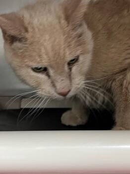 Zack -  Domestic Short Hair Cat for Adoption in Roanoke, Virginia - Zack | PetCurious