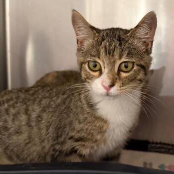 Dakota -  Domestic Short Hair Cat for Adoption in Cedaredge, Colorado - Dakota | PetCurious