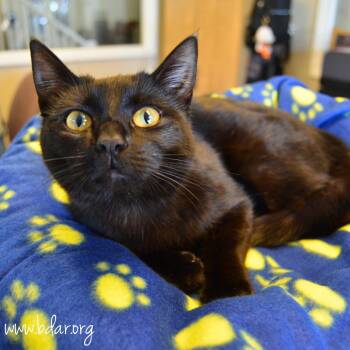 Domestic Short Hair Cats Available for Adoption - Calista | PetCurious