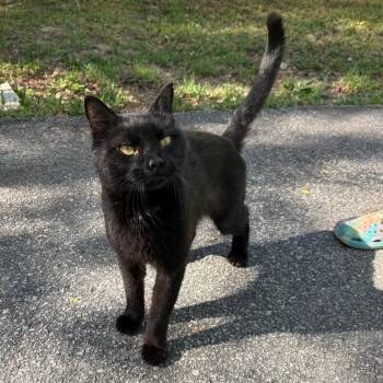 Domestic Short Hair Cats Available for Adoption in Morganton, North Carolina - Crypt Keeper | PetCurious