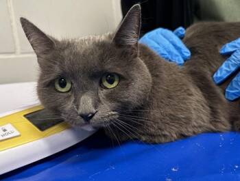 Ivy -  Domestic Short Hair Cat for Adoption - Ivy | PetCurious