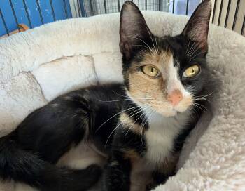 Squawk -  American Shorthair Cat for Adoption in Hull, Massachusetts - Squawk | PetCurious