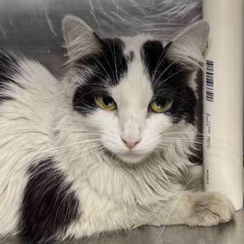 Rescue Domestic Medium Hair Cats for Adoption in Palm Springs, California - Susy | PetCurious