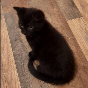 Domestic Short Hair Cats Available for Adoption in Akron, Ohio - Squeakers | PetCurious