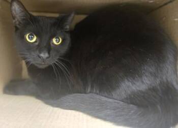 Domestic Short Hair Cats Available for Adoption in Westland, Michigan - Pastrami | PetCurious