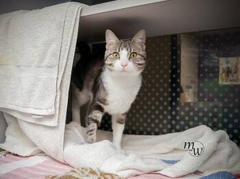 BENNETT -  Domestic Short Hair Cat for Adoption in Omaha, Nebraska - BENNETT | PetCurious